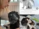 Shar pei Chili