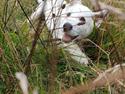 Hvid Schweizisk Hyrdehund Egeborgs amasing peppe (Herman)
