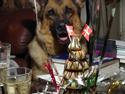 Schæferhund Alaya