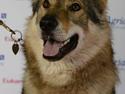 Tjekkoslovakisk ulvehund Amarok
