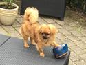 Tibetansk spaniel Alma