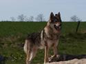 Tjekkoslovakisk ulvehund Rollo