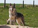 Tjekkoslovakisk ulvehund Eika