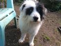 Blanding af racer Magic Himmelhund