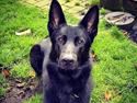 Schæferhund Karlo