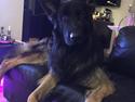 Schæferhund Rambo