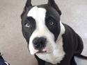 American Bully Hublot