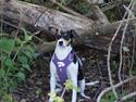 Dansk svensk gaardhund Laika