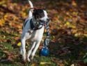 Dansk svensk gaardhund Zkrubbe´s Ice