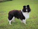 Shetland sheepdog Xtreme Beauty Line d'Ares Da Serra (*Line)