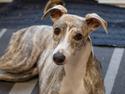 Whippet Daisy