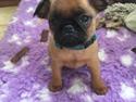 Griffon petit brabancon Leopold