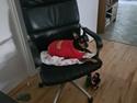 Dvaergpinscher stella