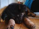 Schæferhund Liva