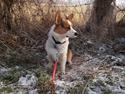 Welsh corgi pembroke Wylie Nohea Kanoa