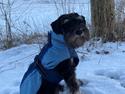 Dvaergschnauzer Viggo