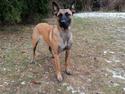 Malinois Jenos' Freydis
