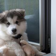 Alaskan malamute Nanoq 