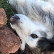 Alaskan malamute Nanoq 