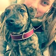 Blanding af racer TIlde