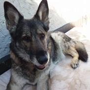 Schæferhund Ulveskovens Ofelia. (Laika).