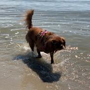 Cavalier king charles spaniel Tove