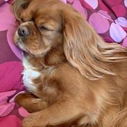 Cavalier king charles spaniel Tove