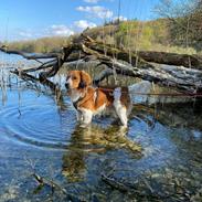 Kooikerhondje Theo