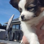 Papillon Mi'diliva's Don't stop believin' (Teemo)