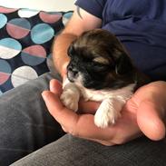 Shih tzu Alva 