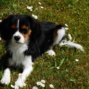 King charles spaniel Baldo