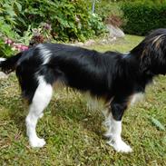 King charles spaniel Baldo