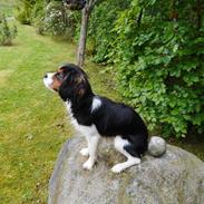 King charles spaniel Baldo