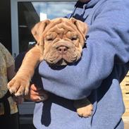 Olde english bulldogge Lady