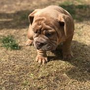 Olde english bulldogge Lady