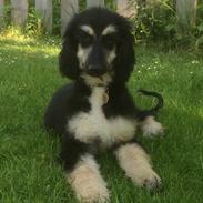 Afghansk mynde El Roalito Mr. Walther “Walther”