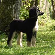 Afghansk mynde El Roalito Mr. Walther “Walther”