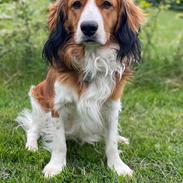 Kooikerhondje Theo