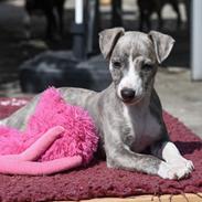 Whippet Daisy