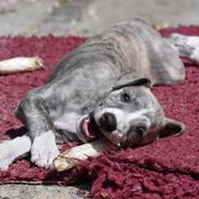 Whippet Daisy