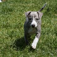 Whippet Daisy