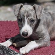 Whippet Daisy