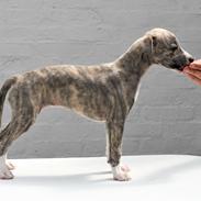 Whippet Daisy