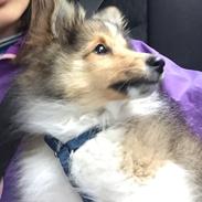 Shetland sheepdog Elverlamshuset's Zacky aka Loui
