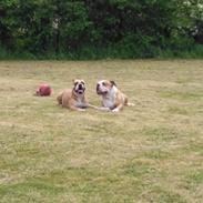 Olde english bulldogge Ostergaard's Vega