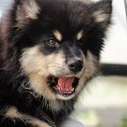 Finsk lapphund Lapinkaunis Somebody to Love