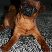Griffon petit brabancon Mdac's Next Of Kin