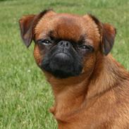 Griffon petit brabancon Mdac's Next Of Kin
