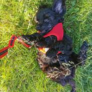 Chinese crested powder puff Coda
