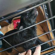Chinese crested powder puff Coda